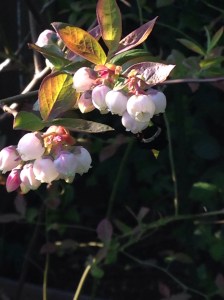 Evergreen Huckleberry